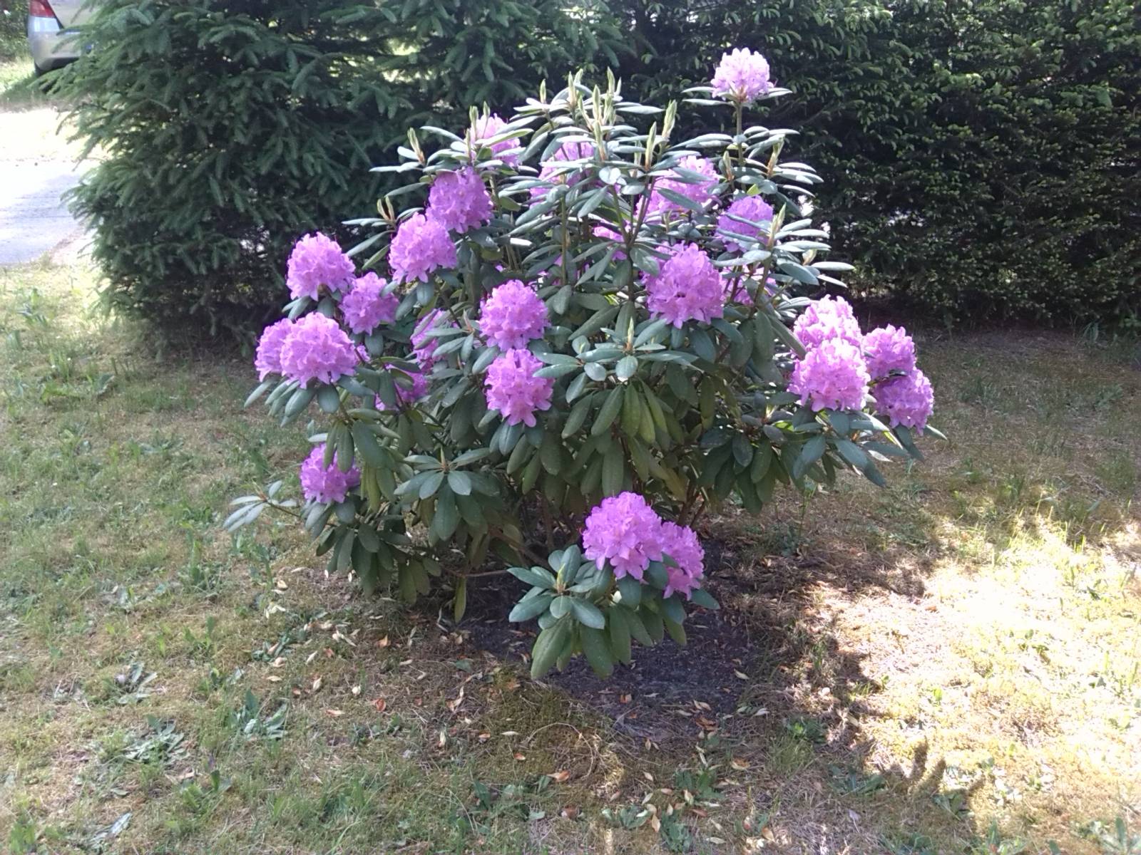 Proč mi nekvete rododendron?